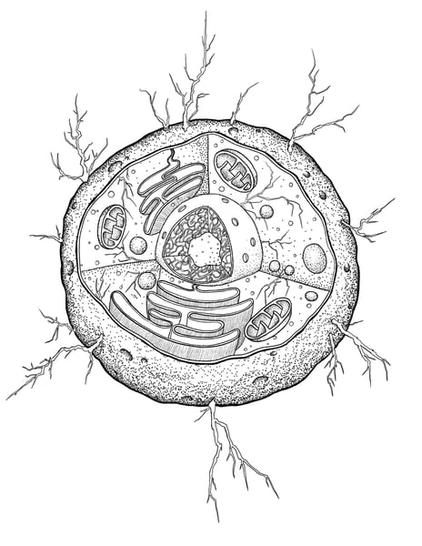 Electric charge across cell membranes.